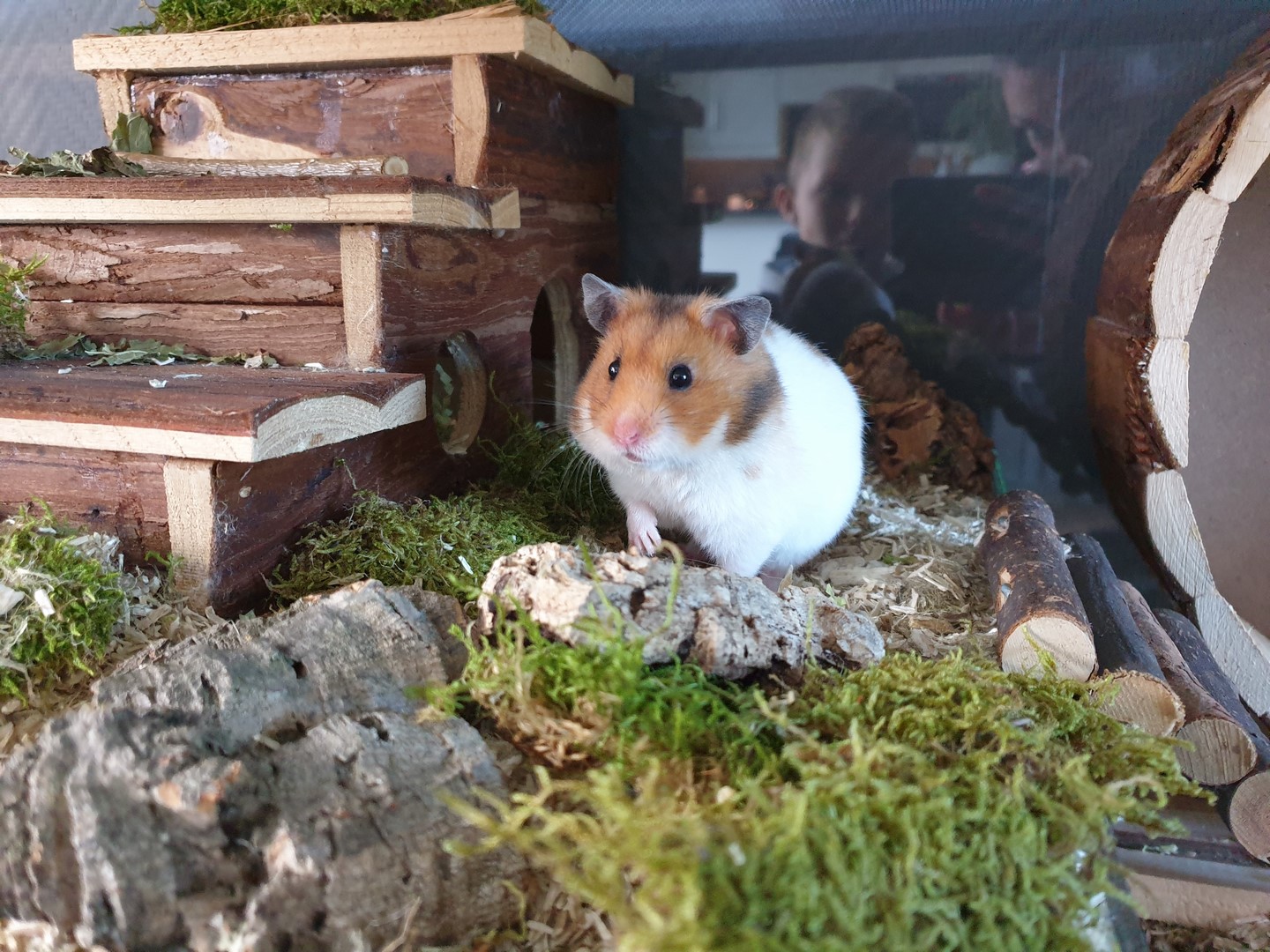 Gedroogd terrarium mos in hamsterscaping